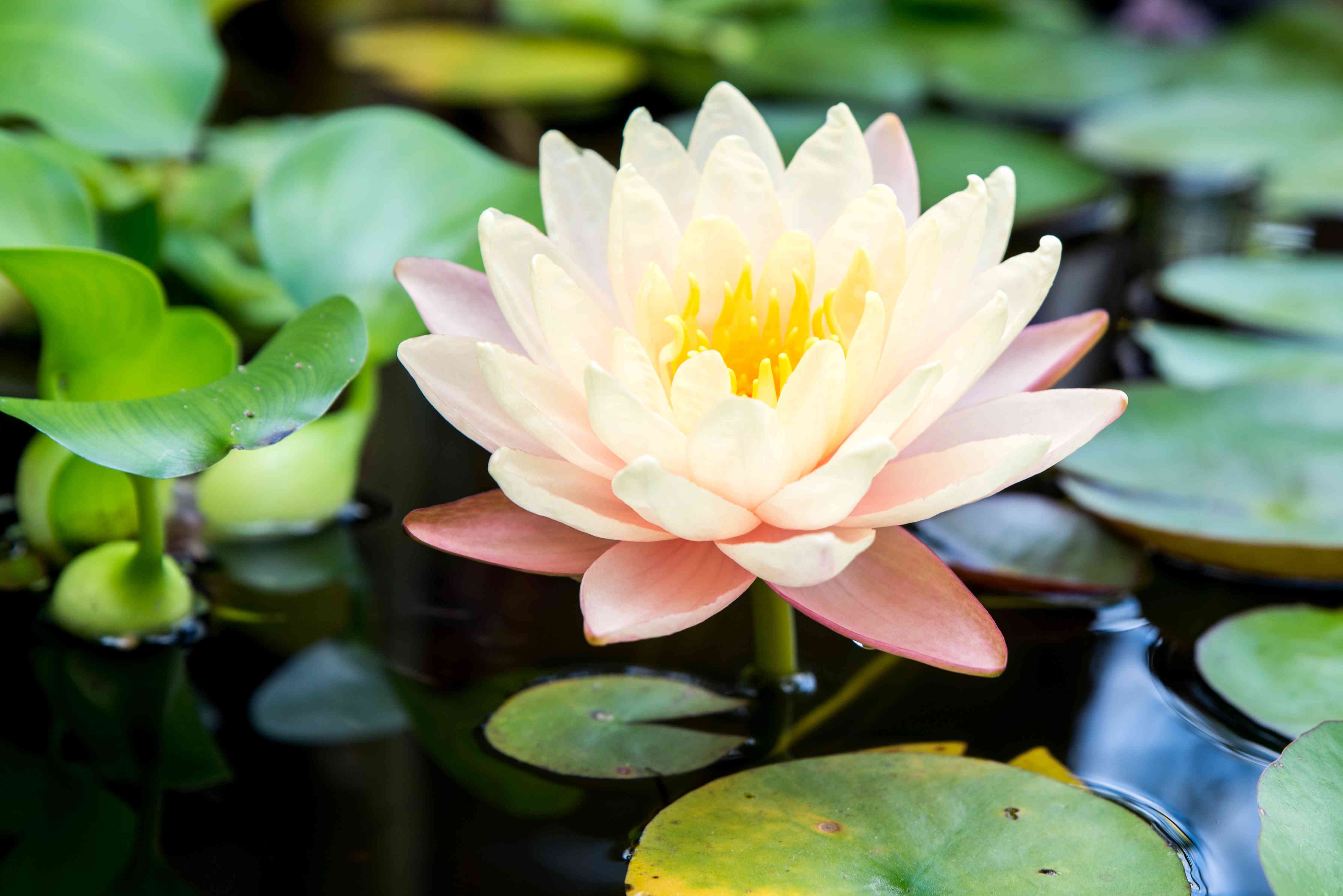 Water Lily Pisces Care: Tips and Tricks for a Thriving Plant