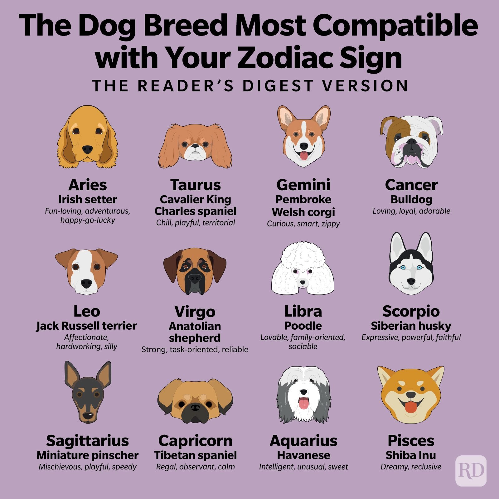 Virgo Dog Compatibility: Which Zodiac Signs Are Best for This Dog?