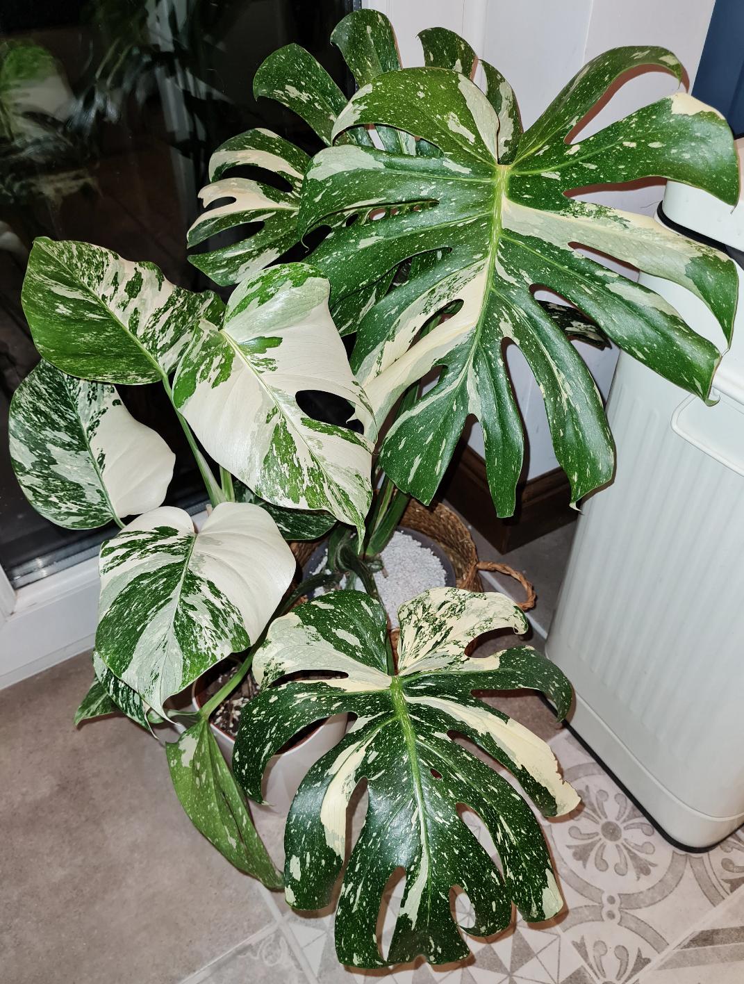 Monstera Albo or Thai Constellation? Easy Guide to Choose.