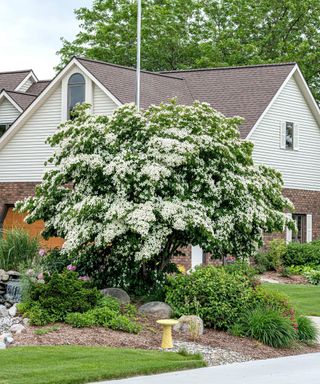 Care Guide:  How to Keep Your Constellation Dogwood Thriving