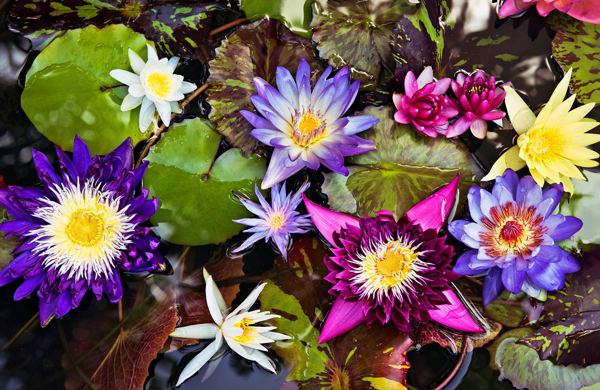 Water Lily Pisces Care: Tips and Tricks for a Thriving Plant