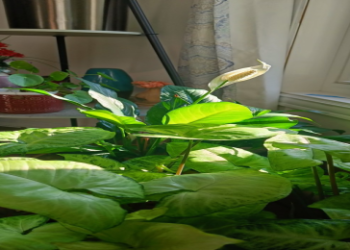 Water Lily Pisces Care: Tips and Tricks for a Thriving Plant