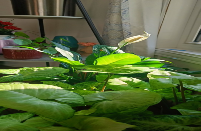 Water Lily Pisces Care: Tips and Tricks for a Thriving Plant