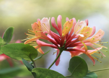 What is a Capricorn Flower? Learn about the Zodiacs Special Blooms