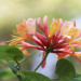 What is a Capricorn Flower? Learn about the Zodiacs Special Blooms