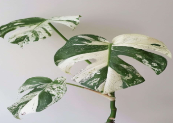 Thai Constellation Plant Problems: How to Fix Them