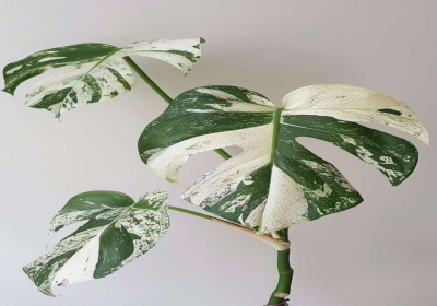 Thai Constellation Plant Problems: How to Fix Them