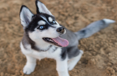Virgo Dog Compatibility:  Which Zodiac Signs Are Best for This Dog?