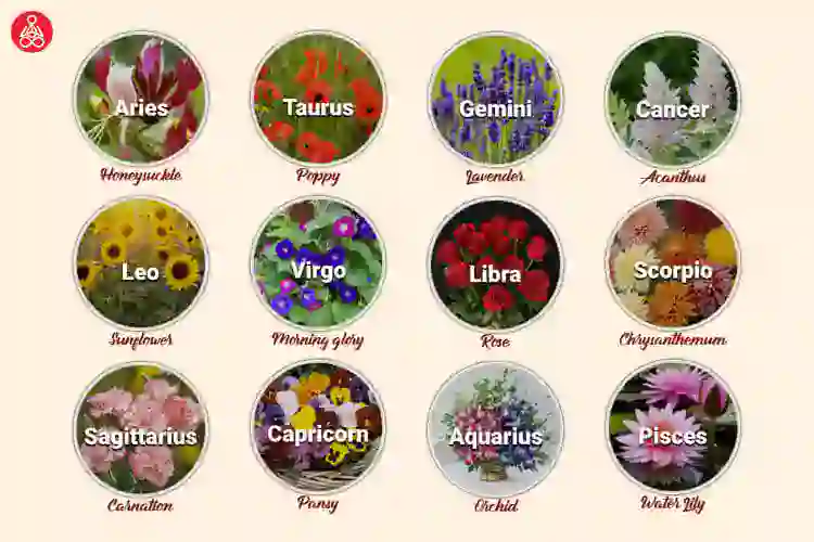 Zodiac Flower for Leo: Sunflowers and More Lucky Picks