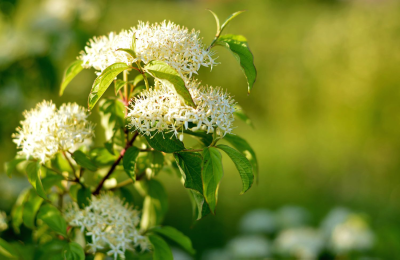 Care Guide:  How to Keep Your Constellation Dogwood Thriving