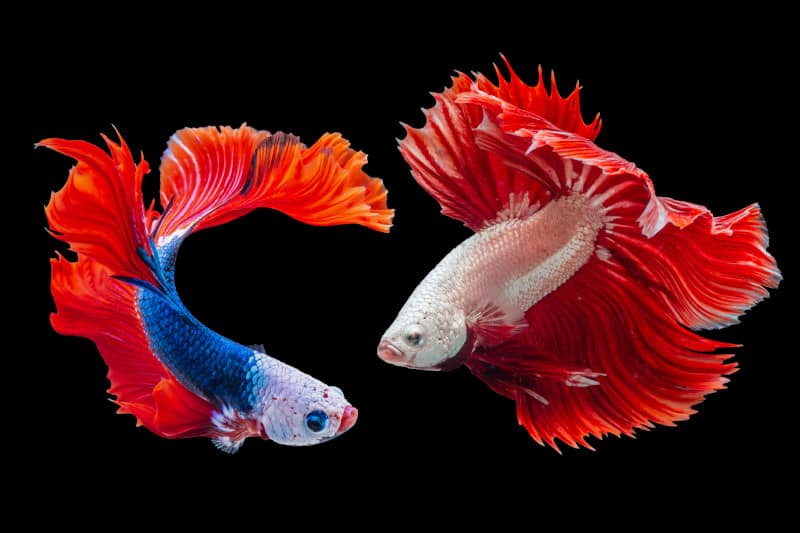 Unlocking the Mystery: What is a Pisces Spirit Animal