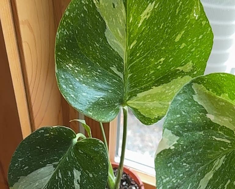Thai Constellation Plant Problems: How to Fix Them