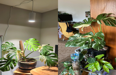 Thai Constellation Monstera for Sale:  Limited Stock, Order Now!