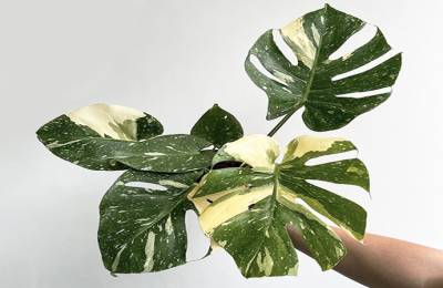 Monstera Albo or Thai Constellation?  Easy Guide to Choose.