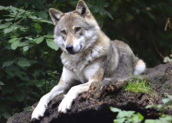 What’s a Pisces Spirit Animal? Exploring the Mystical Connection