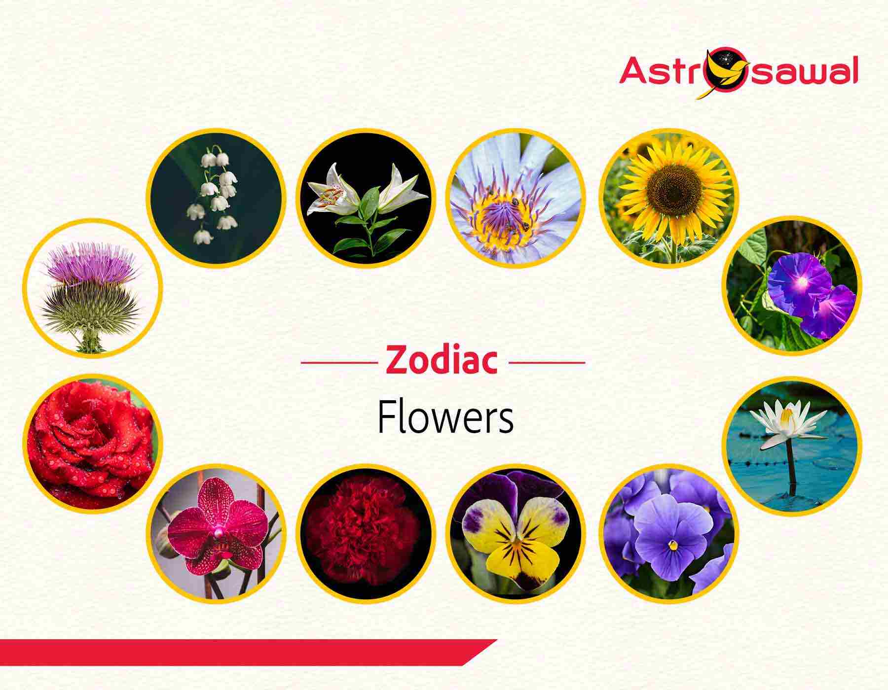 What is Pisces Flower? A Simple Guide to the Lucky Bloom