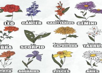 what is the gemini flower