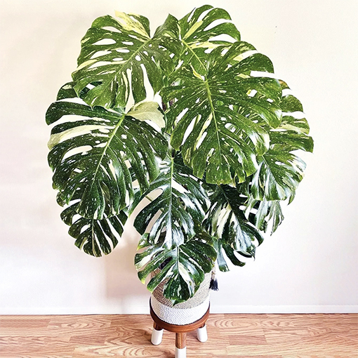 Full Grown Thai Constellation Monstera: Decorating Your Home with a Statement Piece