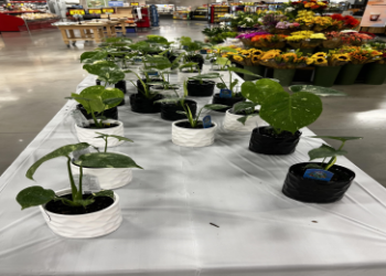 Hot Sale: Monstera Thai Constellation - Grab Yours Now!