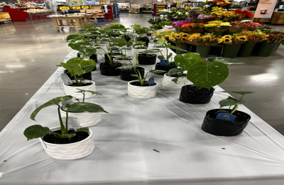 Hot Sale: Monstera Thai Constellation - Grab Yours Now!