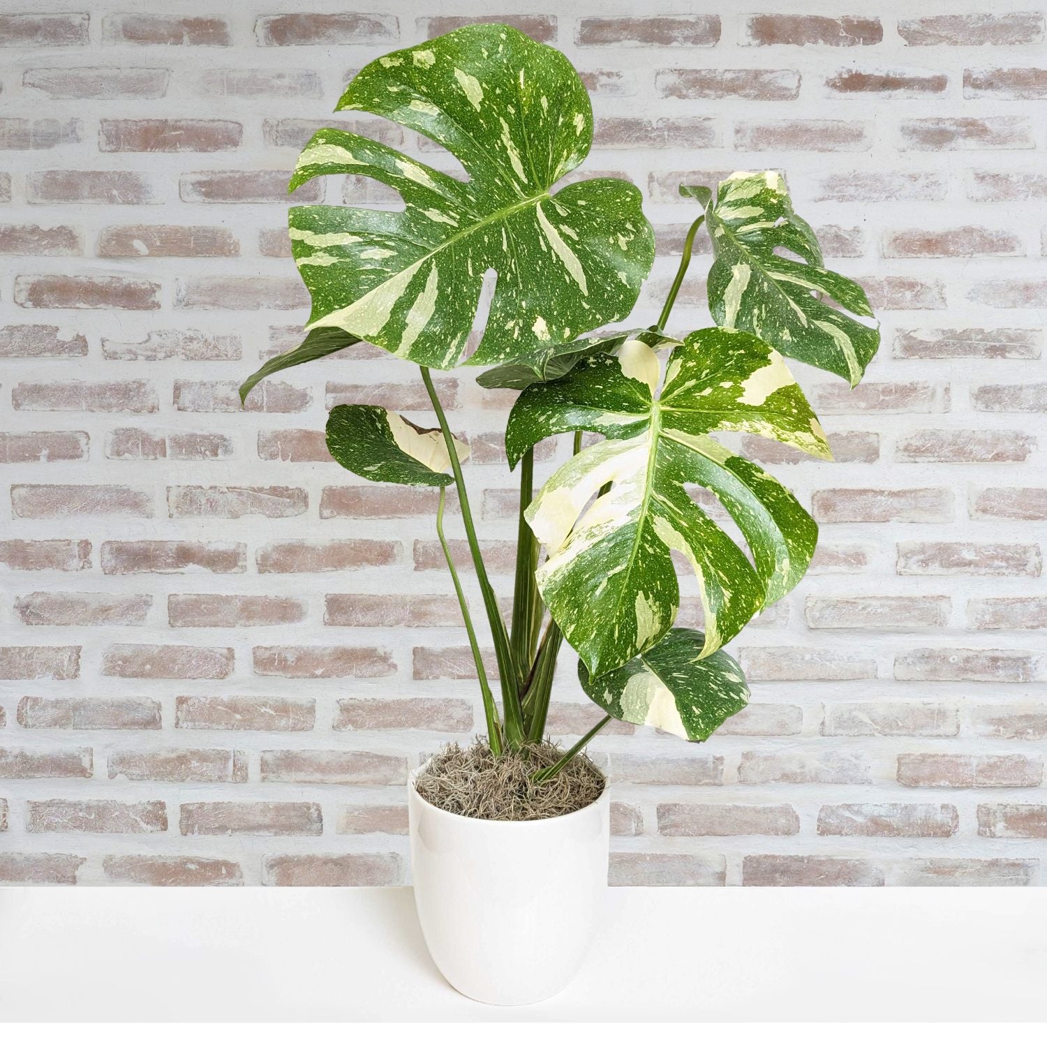Thai Constellation Monstera for Sale:  Limited Stock, Order Now!