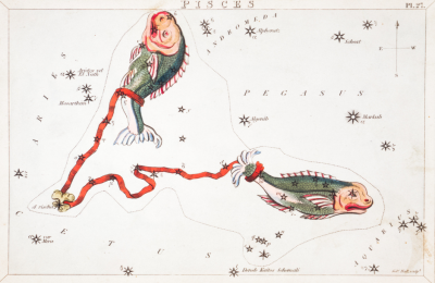 What is the spiritual animal for Pisces and how to discover your own spiritual animal?