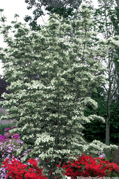 Care Guide:  How to Keep Your Constellation Dogwood Thriving