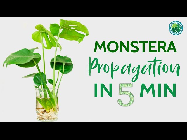 Constellation Plant Propagation: The Ultimate Guide to Growing More Monstera From Cuttings Successfully!