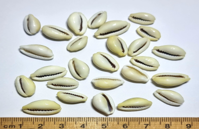 cowrie shells divination