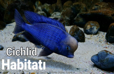 aquarius aquarium