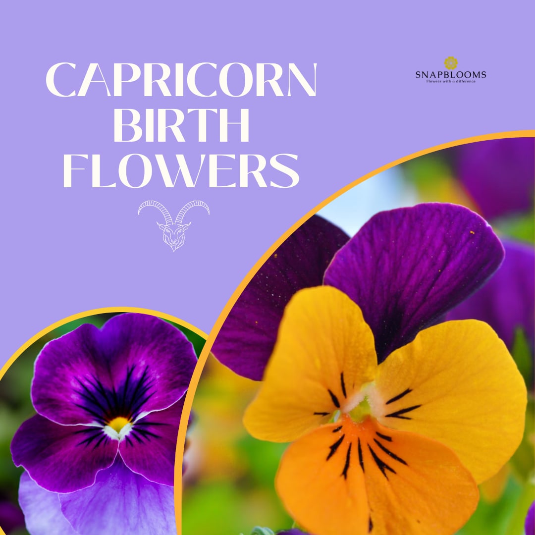 Capricorn Zodiac Flower Guide: Unveiling the Best Blooms for the Sea Goat (What Flower Symbolizes Capricorn?)