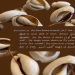 cowrie divination