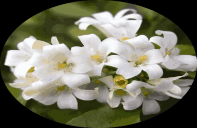 Scorpio Zodiac Flower: Whats the Best Bloom for This Zodiac Sign (And Why Does It Matter)?