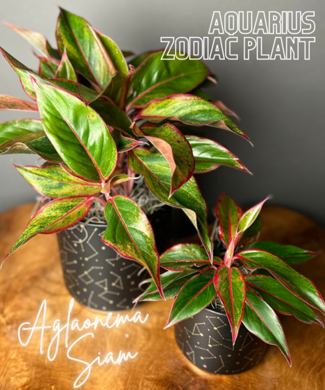 aquarius plant