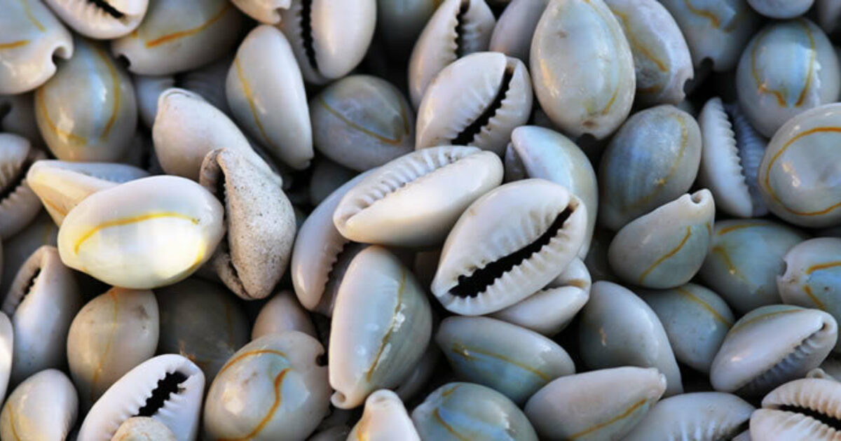shell divination