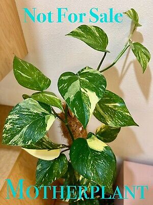 Is Colorado Constellation Pothos Rare? Find Out Where to Buy This Trendy Plant!