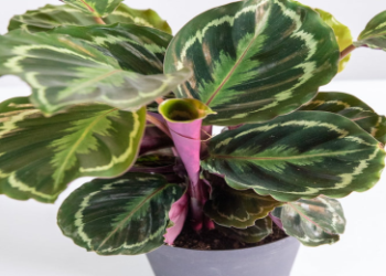 aquarius plant