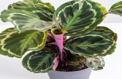 aquarius plant