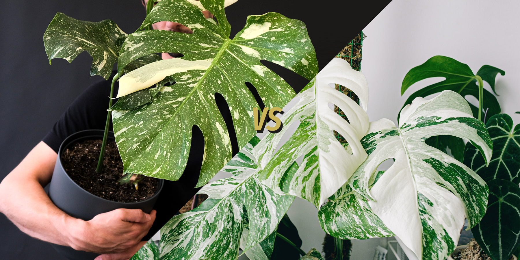 Monstera Thai Constellation and Albo: What are main differences (Easy way)?
