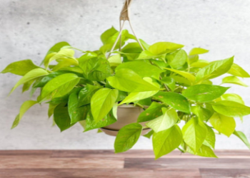 Is Colorado Constellation Pothos Rare? Find Out Where to Buy This Trendy Plant!