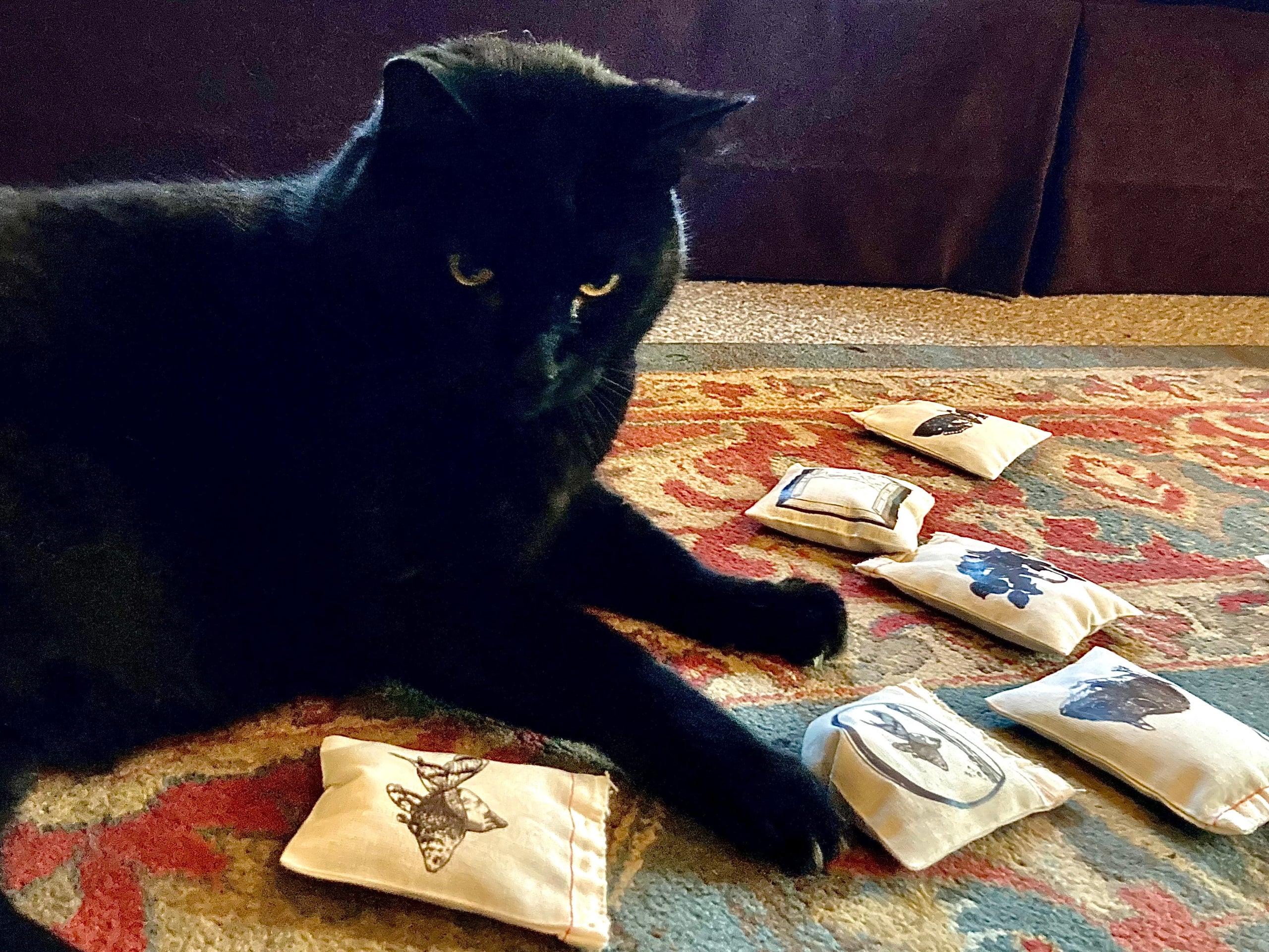 divination cat